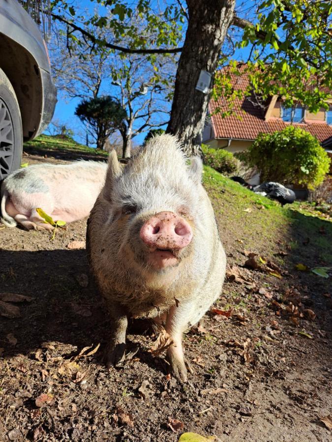 Erlebnisbauernhof Gutschi Ranch Lägenhet Kamp Exteriör bild