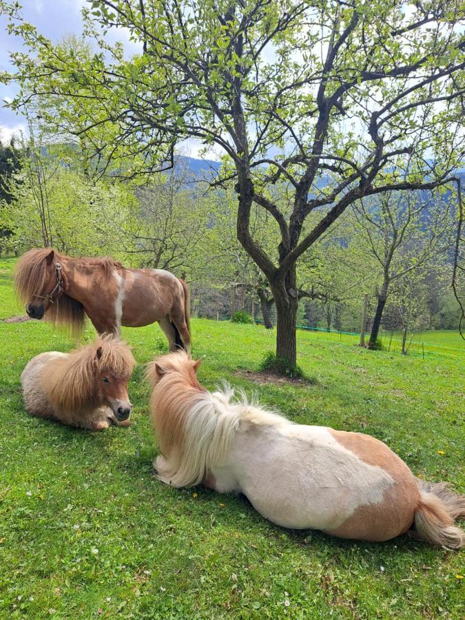 Erlebnisbauernhof Gutschi Ranch Lägenhet Kamp Exteriör bild