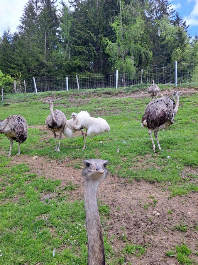 Erlebnisbauernhof Gutschi Ranch Lägenhet Kamp Exteriör bild