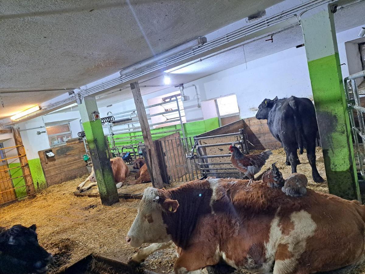 Erlebnisbauernhof Gutschi Ranch Kamp Exteriör bild