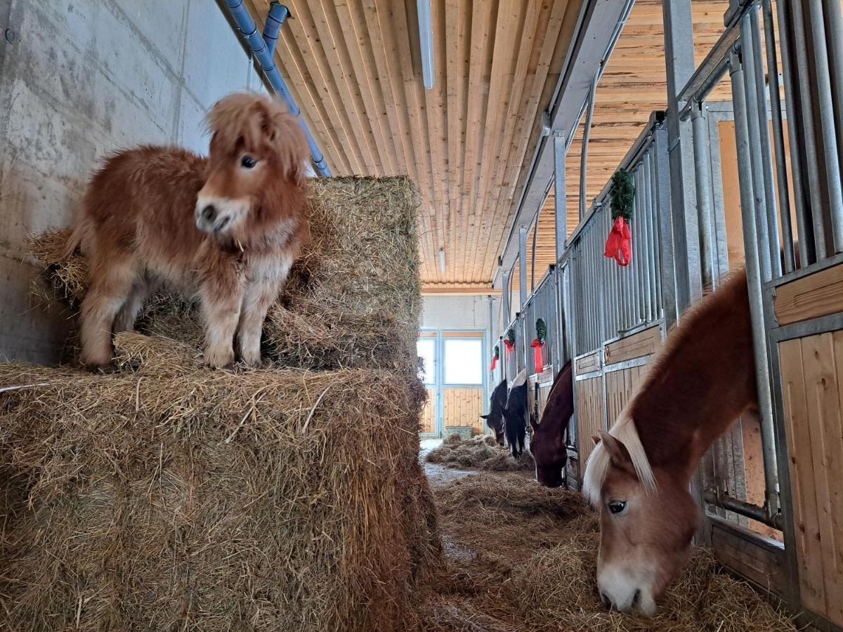 Erlebnisbauernhof Gutschi Ranch Lägenhet Kamp Exteriör bild