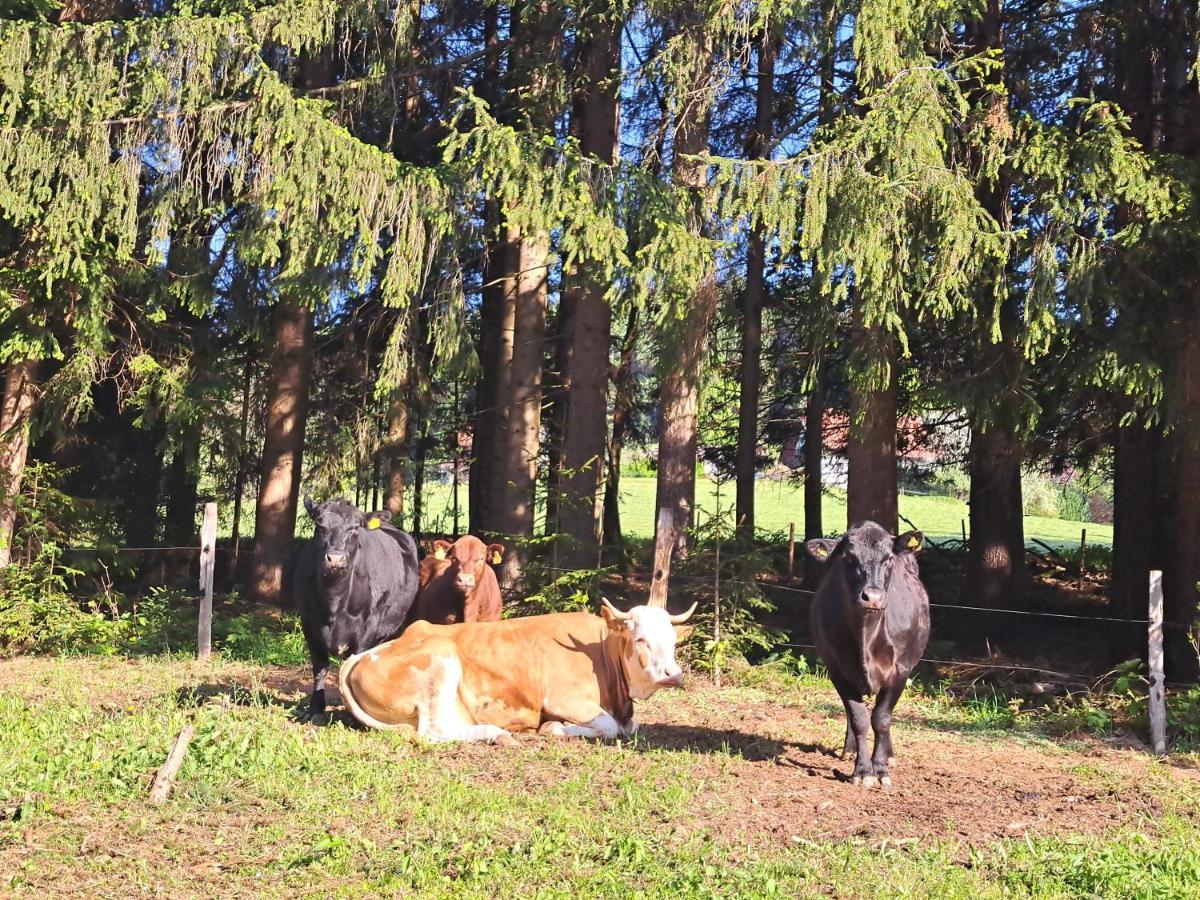 Erlebnisbauernhof Gutschi Ranch Kamp Exteriör bild