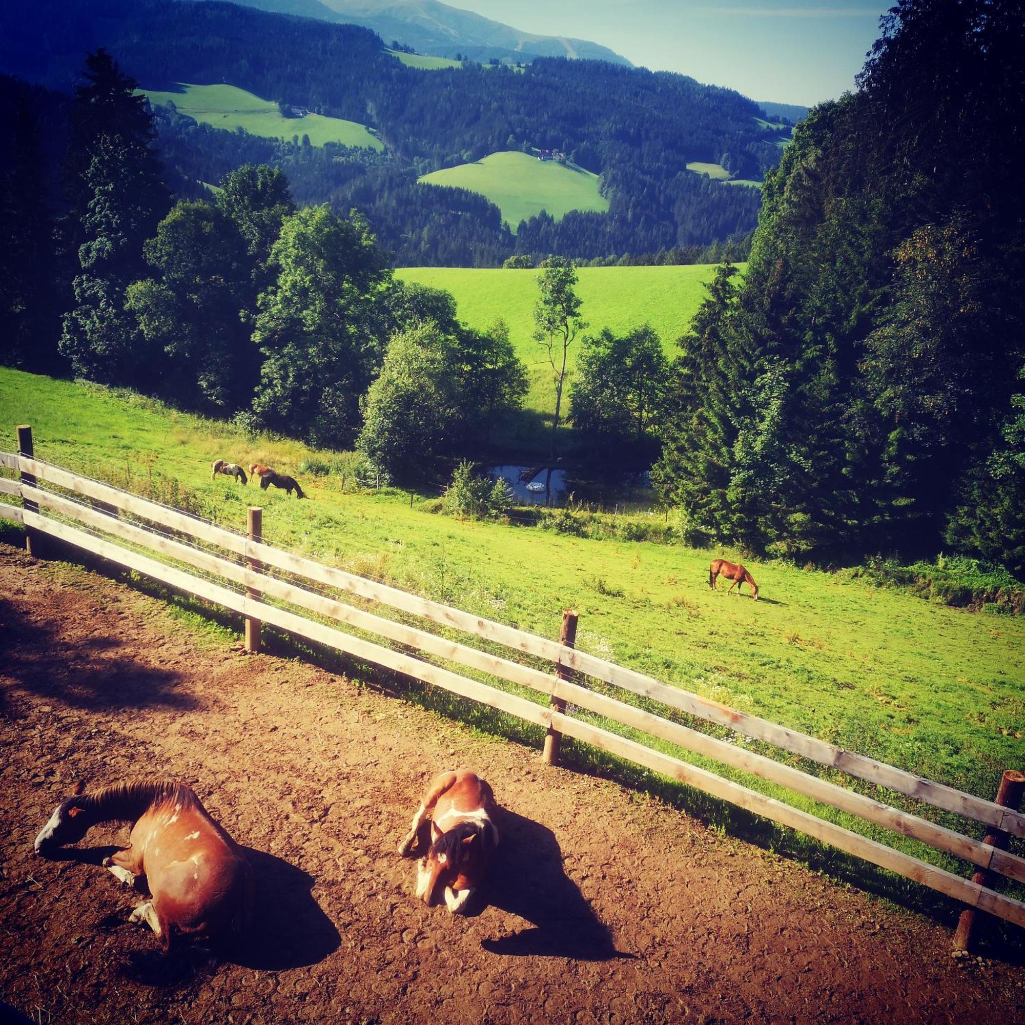 Erlebnisbauernhof Gutschi Ranch Kamp Rum bild